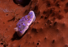 Goniobranchus thompsoni