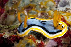 Chromodoris annae