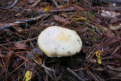 Russula fellea