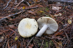 Russula fellea