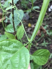 Passiflora longifilamentosa