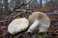 Russula fellea