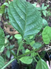 Passiflora longifilamentosa