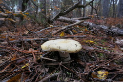 Russula fellea