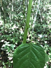 Passiflora longifilamentosa