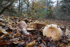 Lactarius sanguifluus