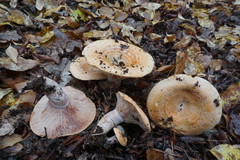 Lactarius sanguifluus