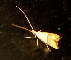 Crocanthes prasinopis