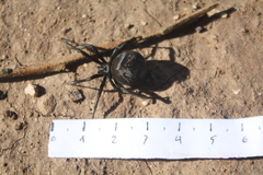 Latrodectus tredecimguttatus