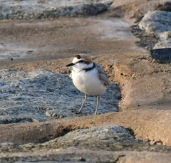 Charadrius peronii