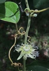 Passiflora auriculata
