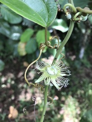Passiflora auriculata