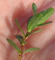 Hypericum humifusum