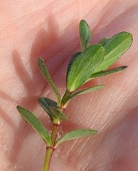 Hypericum humifusum