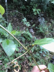 Passiflora tolimana