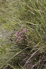 Erica cooperi