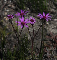 Senecio hastifolius