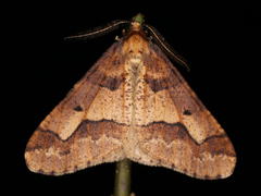 Erannis defoliaria