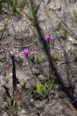 Senecio hastifolius