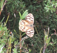 Heteronympha solandri
