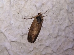 Lepidoptera