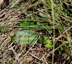 Alepidea