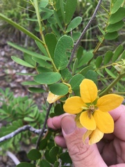 Senna gaudichaudii