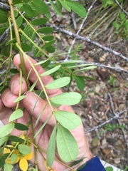 Senna gaudichaudii
