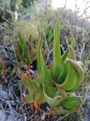 Aloiampelos commixta