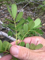 Senna gaudichaudii