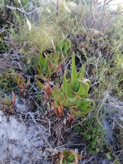 Aloiampelos commixta