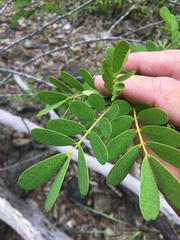 Senna gaudichaudii