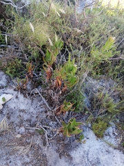 Aloiampelos commixta