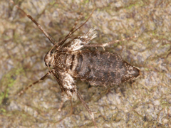 Operophtera brumata