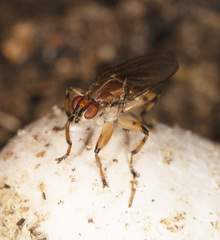 Tapeigaster annulipes