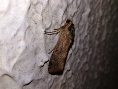 Lepidoptera