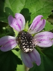 Oxythyrea