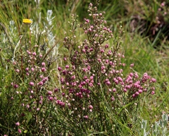Erica cooperi