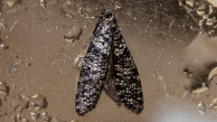 Lepidoscia annosella