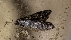 Lepidoscia annosella