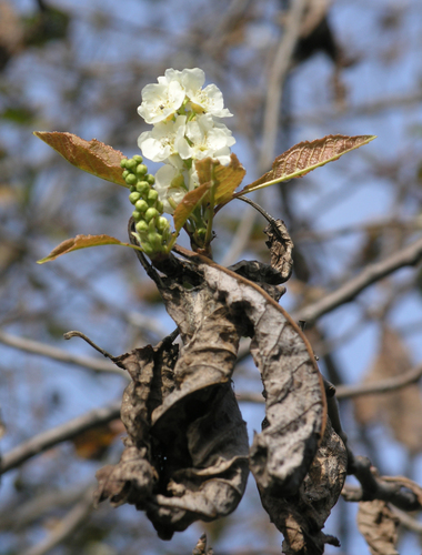Prunus padus