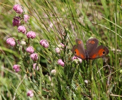 Pseudonympha magoides