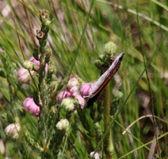 Pseudonympha magoides