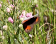 Pseudonympha magoides
