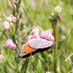 Pseudonympha magoides