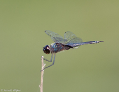 Tramea binotata