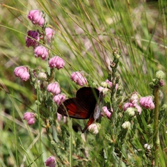 Pseudonympha magoides