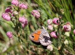 Pseudonympha magoides