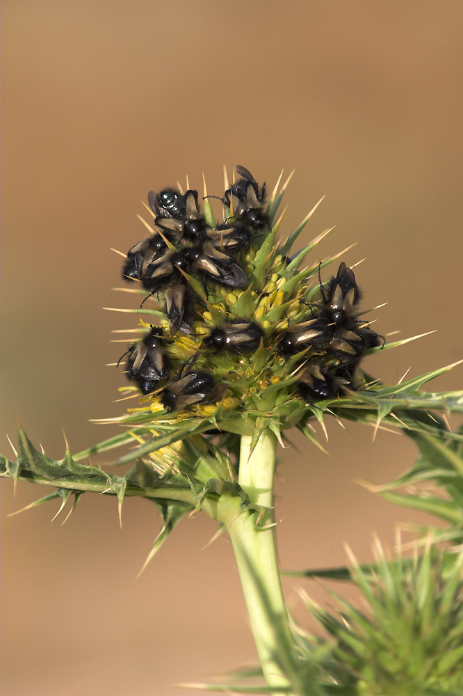 Eulasia corniculata