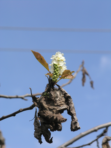 Prunus padus